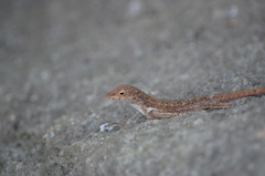 Anolis cristatellus cristatellus