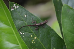 Anolis cristatellus cristatellus