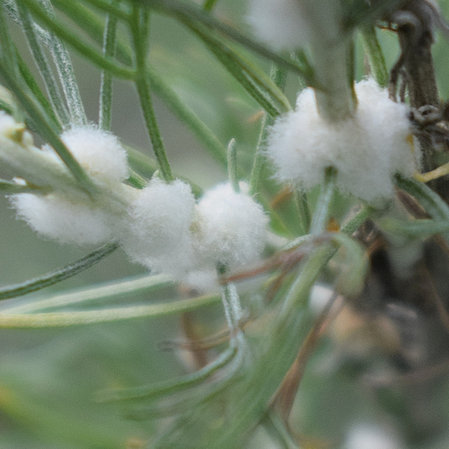 Sagebrush Woolly Stem Gall Midge photo 5