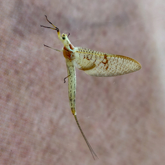 Ephemera glaucops