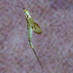 Ephemera glaucops