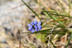 Veronica alpina