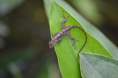 Anolis cristatellus cristatellus