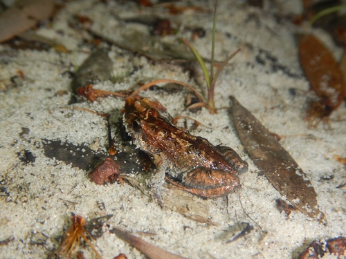 Tinkling Froglet, Crinia tinnula