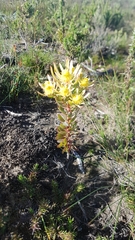 Leucadendron modestum
