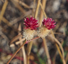 Ptilotus conicus