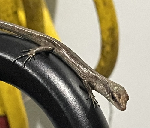 Emoia caeruleocauda observed 2022-03-30