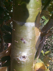 Commiphora marlothii