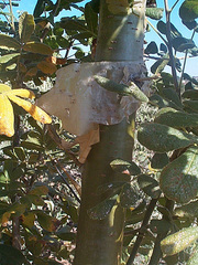 Commiphora marlothii