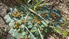 Euphorbia ecklonii
