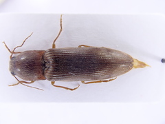 Stenagostus rhombeus