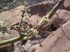 Commiphora marlothii