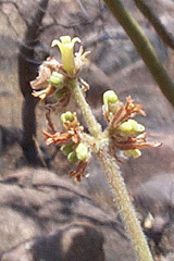 Commiphora marlothii