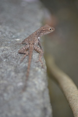 Anolis cristatellus cristatellus