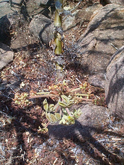 Commiphora marlothii