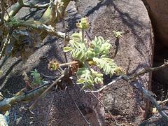 Commiphora marlothii