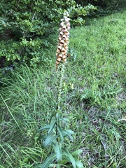 Digitalis ferruginea