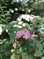 Spiraea japonica