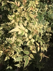 Jasminum officinale