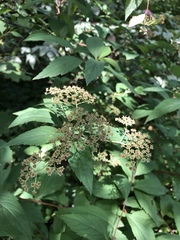 Spiraea japonica