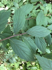 Spiraea japonica