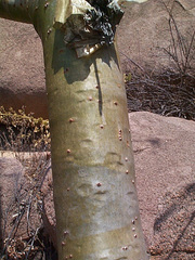 Commiphora marlothii