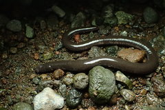 Ichthyophis hypocyaneus