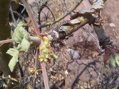 Commiphora marlothii