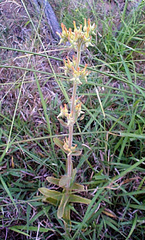 Kalanchoe lanceolata
