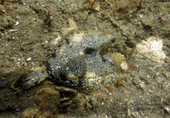 Pleuronichthys coenosus