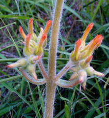 Kalanchoe lanceolata