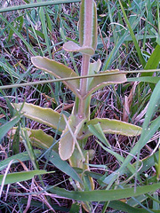 Kalanchoe lanceolata
