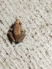 Eleutherodactylus planirostris