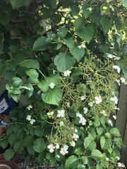 Hydrangea petiolaris