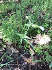 Silene latifolia alba