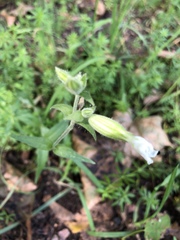 Silene latifolia alba