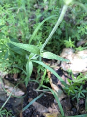 Silene latifolia alba