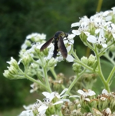 Lepidophora lepidocera