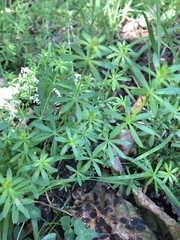 Galium mollugo