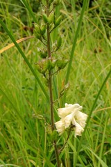 Aconitum lasiostomum