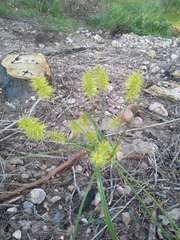 Cyperus hystricinus
