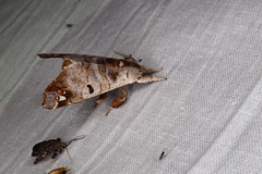 Pantelodes centralamericana