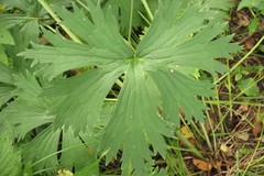 Aconitum lasiostomum