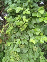 Causonis trifolia