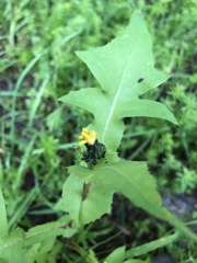 Sonchus oleraceus
