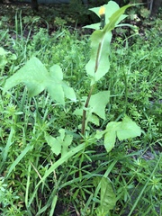 Sonchus oleraceus