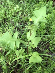 Sonchus oleraceus