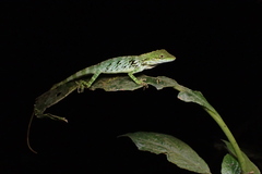 Pseudocalotes tympanistriga