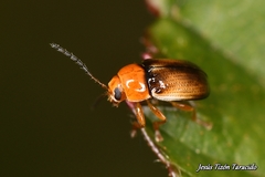 Cryptocephalus pusillus