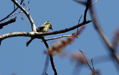 Machlolophus aplonotus